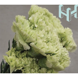 母親節預購 美國康乃馨 綠