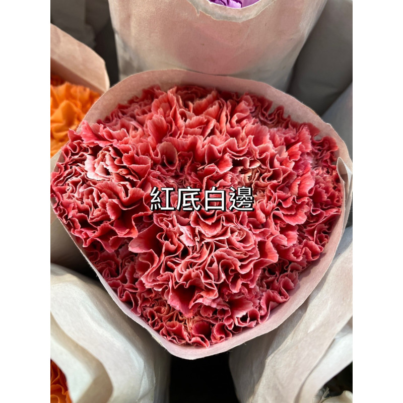 母親節預購 美國康乃馨 紅底白邊