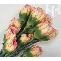 母親節預購 美國康乃馨 博伊羅