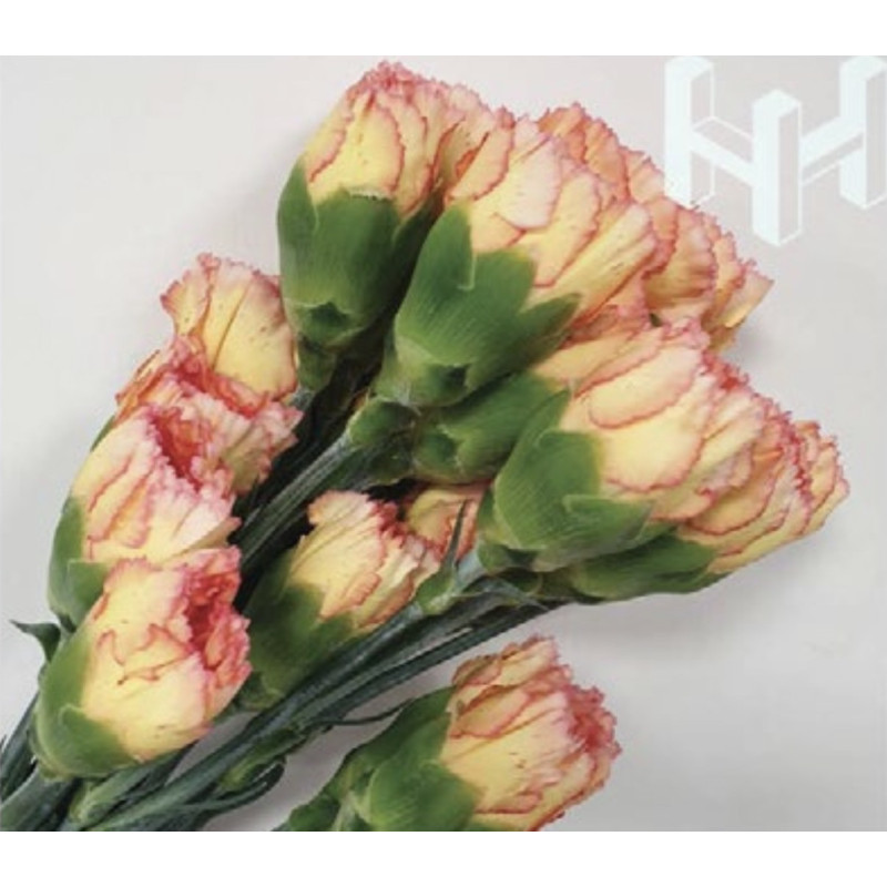 母親節預購 美國康乃馨 博伊羅