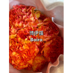 母親節預購 美國康乃馨 博伊羅