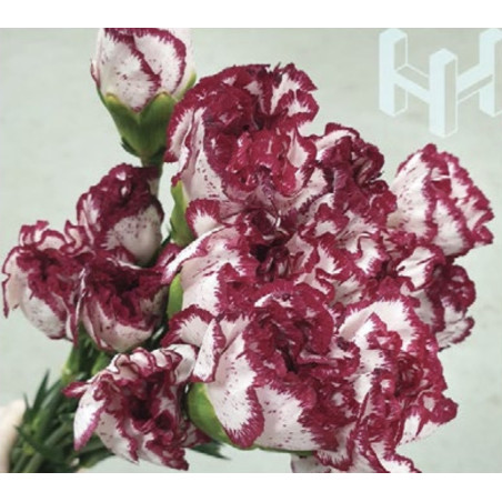 母親節預購 美國康乃馨 白紅邊