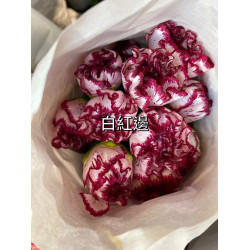 母親節預購 美國康乃馨 白紅邊