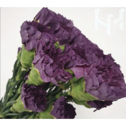 母親節預購 美國康乃馨 墨紫