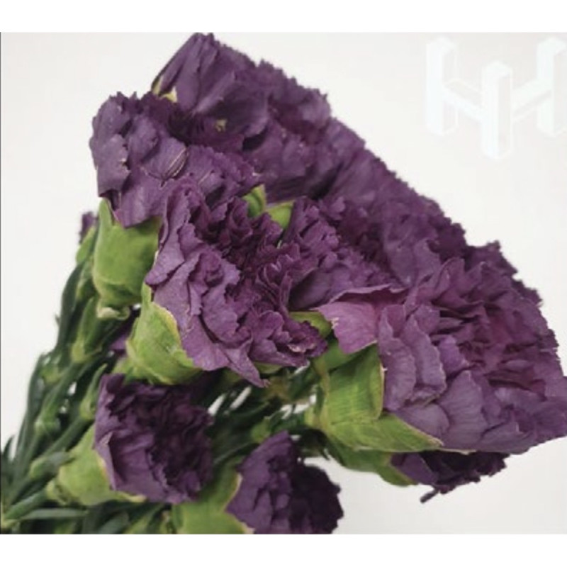 母親節預購 美國康乃馨 墨紫