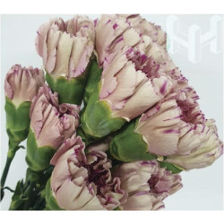 母親節預購 美國康乃馨 炫風