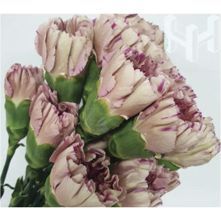 母親節預購 美國康乃馨 炫風