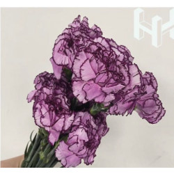 母親節預購 美國康乃馨 大馬士革