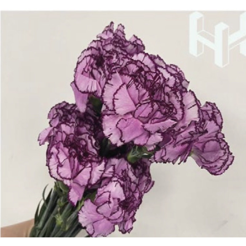 母親節預購 美國康乃馨 大馬士革