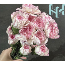 母親節預購 美國康乃馨 粉大馬士革