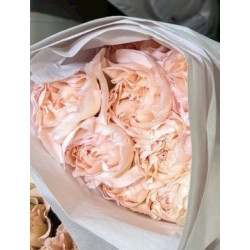 母親節預購 美國康乃馨 淺杏