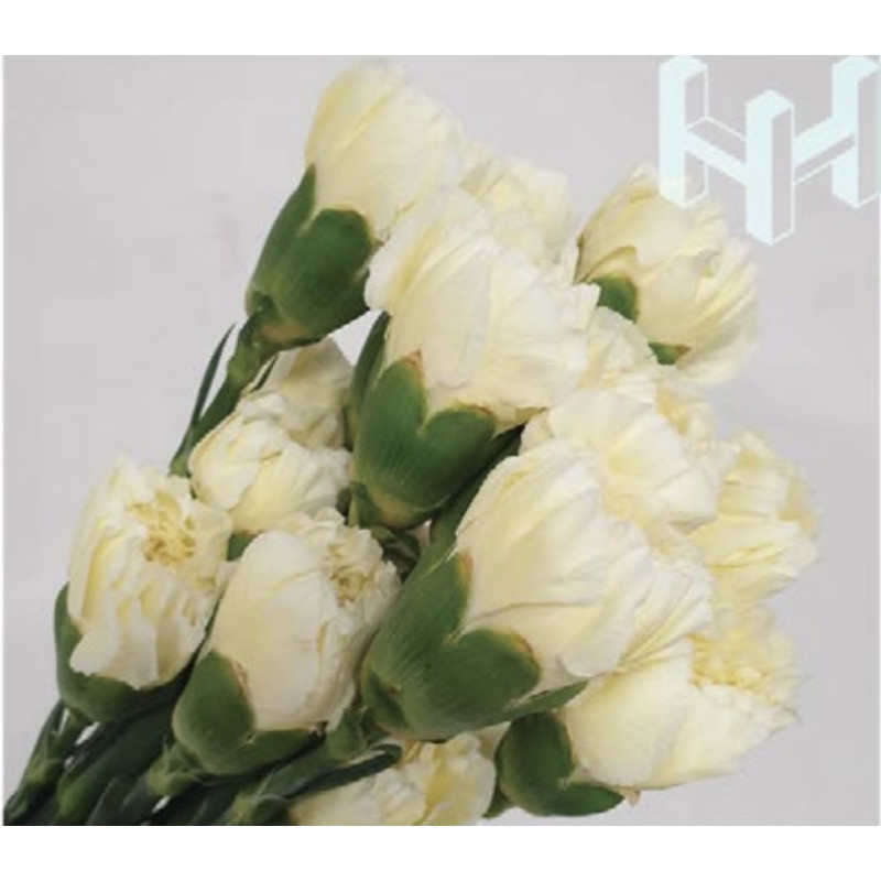 母親節預購 美國康乃馨 奶油黃