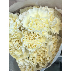 母親節預購 美國康乃馨 奶油黃