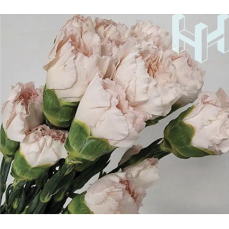 母親節預購 美國康乃馨 牛郎星 （織女粉）