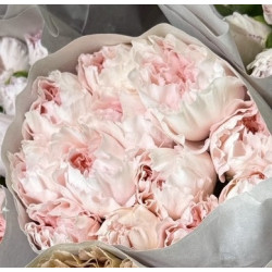 母親節預購 美國康乃馨 牛郎星 （織女粉）