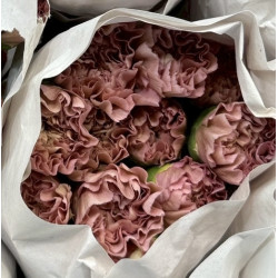 母親節預購 美國康乃馨 古典深粉