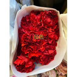 母親節預購 美國康乃馨 紅