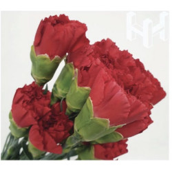 母親節預購 美國康乃馨 紅