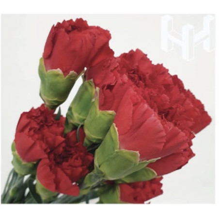 母親節預購 美國康乃馨 紅