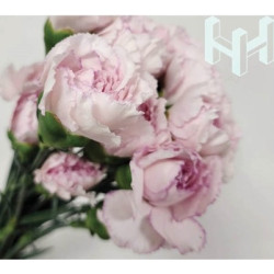 母親節預購 美國康乃馨 薄霧粉