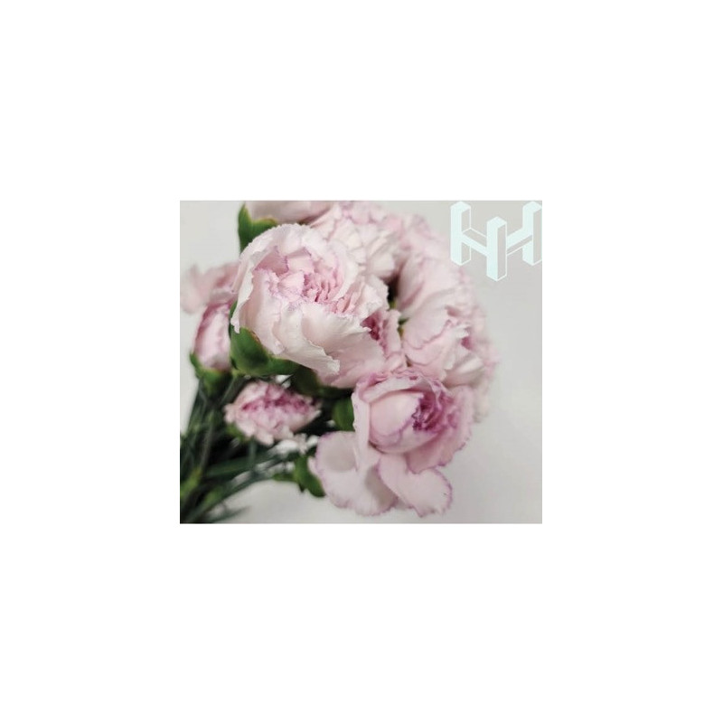 母親節預購 美國康乃馨 薄霧粉