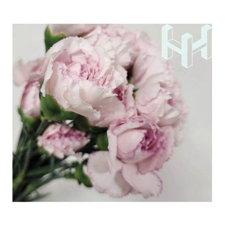 母親節預購 美國康乃馨 薄霧粉