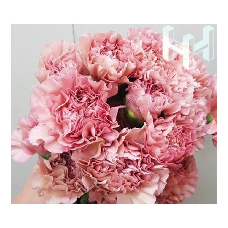 母親節預購 美國康乃馨 古典深粉