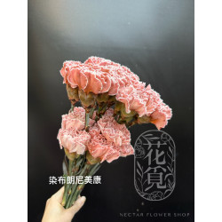 母親節預購 美國康乃馨 染色布朗尼