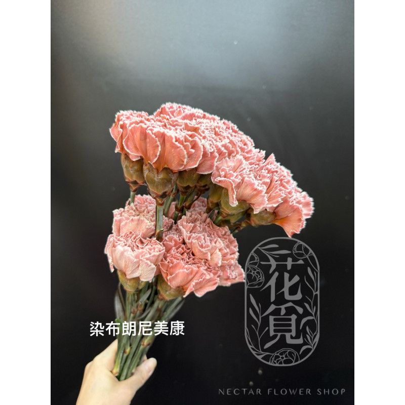 母親節預購 美國康乃馨 染色布朗尼