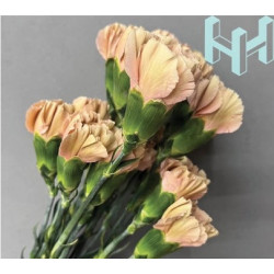 母親節預購 美國康乃馨 蜂蜜