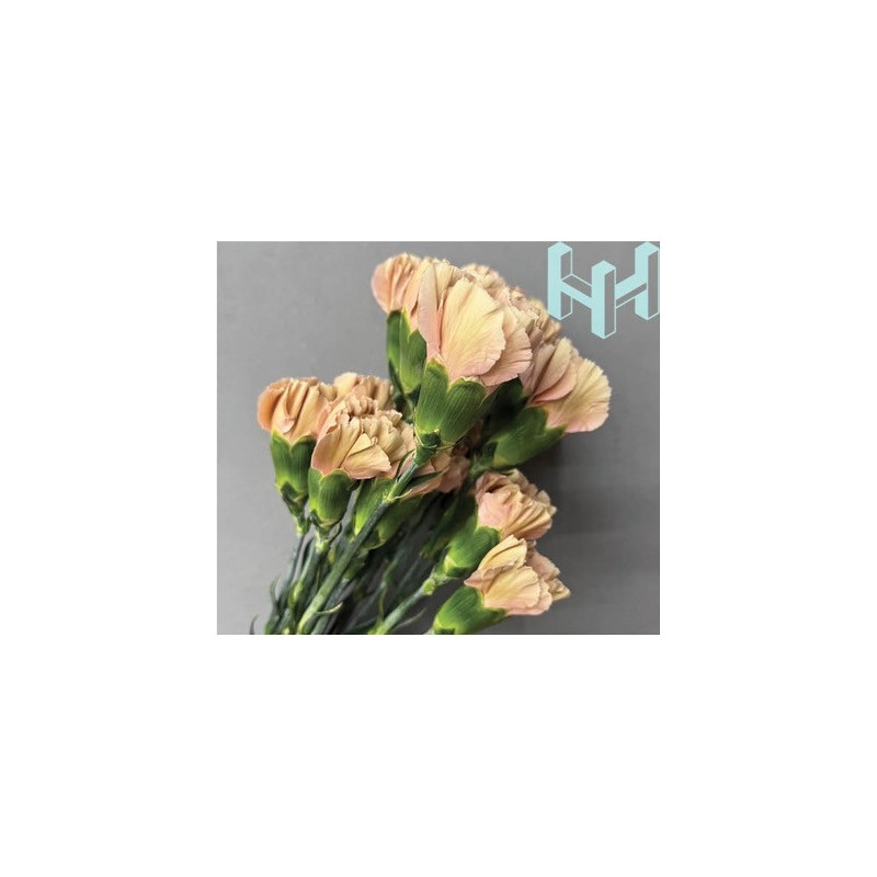 母親節預購 美國康乃馨 蜂蜜