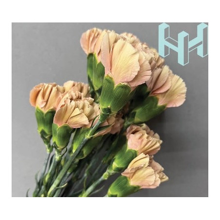 母親節預購 美國康乃馨 蜂蜜