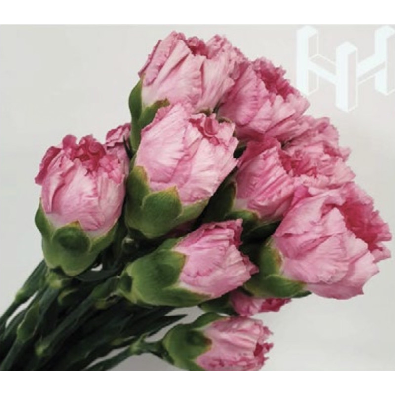 母親節預購 美國康乃馨 補血粉