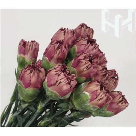 母親節預購 美國康乃馨 紅酒