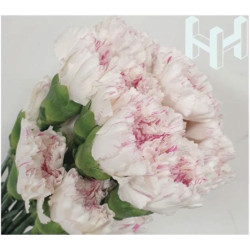 母親節預購 美國康乃馨 白櫻桃 （粉紅香檳）