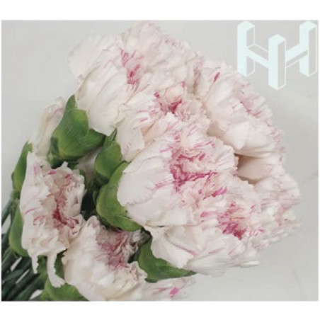 母親節預購 美國康乃馨 白櫻桃 （粉紅香檳）