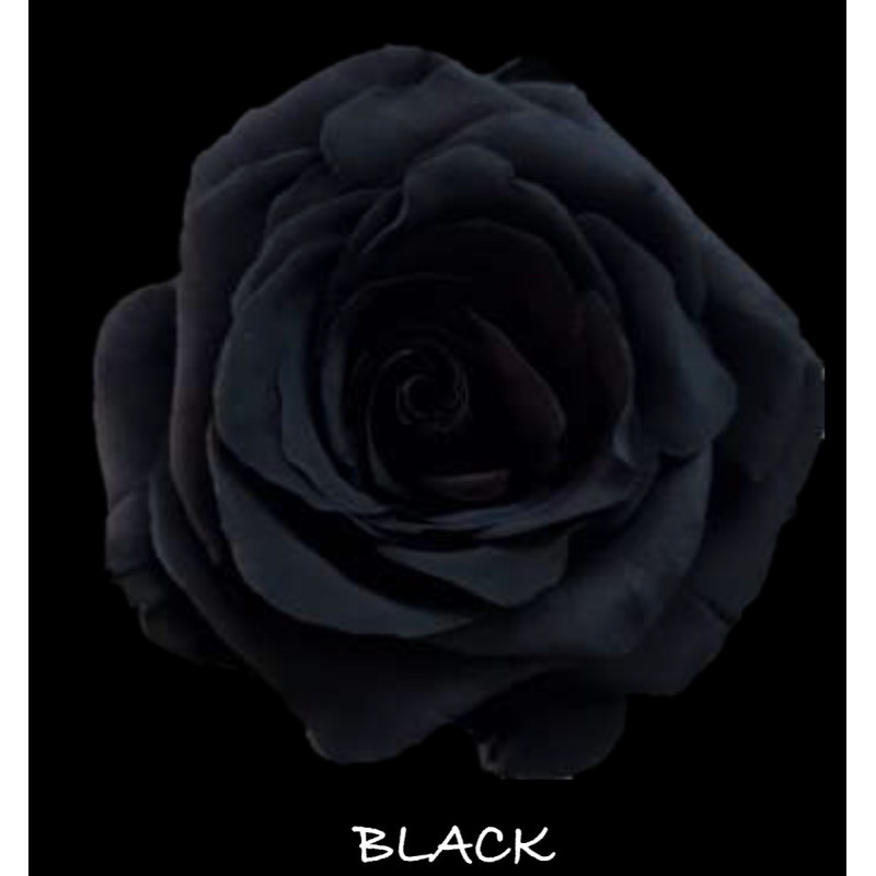 七夕預購 厄瓜多玫瑰 Black 黑玫瑰