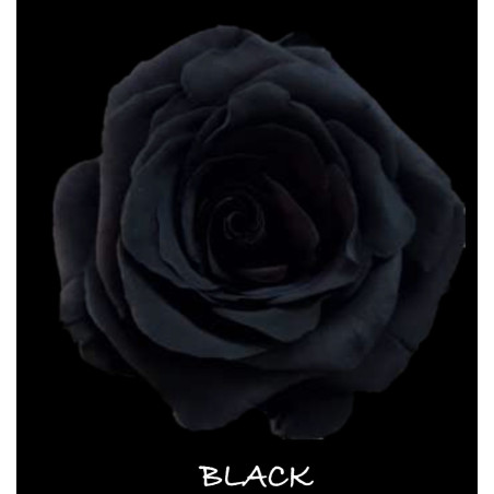 七夕預購 厄瓜多玫瑰 Black 黑玫瑰