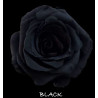 七夕預購 厄瓜多玫瑰 Black 黑玫瑰