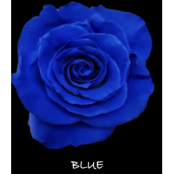 七夕預購 厄瓜多玫瑰 Blue 寶藍色