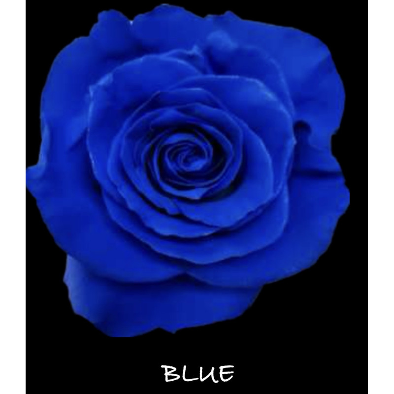 七夕預購 厄瓜多玫瑰 Blue 寶藍色