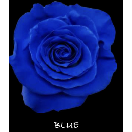 七夕預購 厄瓜多玫瑰 Blue 寶藍色