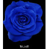 七夕預購 厄瓜多玫瑰 Blue 寶藍色