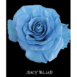 七夕預購 厄瓜多玫瑰 Sky Blue 天空藍
