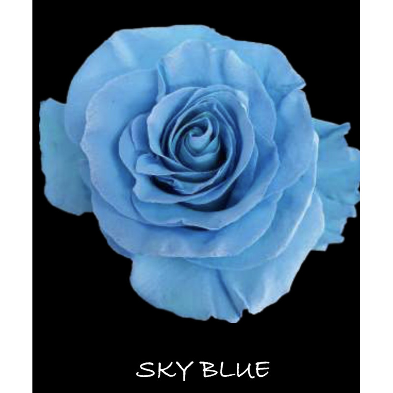 七夕預購 厄瓜多玫瑰 Sky Blue 天空藍