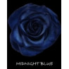 七夕預購 厄瓜多玫瑰 Midnight Blue 午夜藍