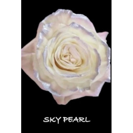 七夕預購 厄瓜多玫瑰 珍珠粉 Sky Pearl