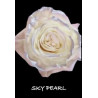 七夕預購 厄瓜多玫瑰 珍珠粉 Sky Pearl