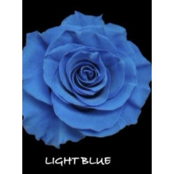 七夕預購 厄瓜多染色玫瑰 Light Blue 淺藍