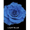 七夕預購 厄瓜多染色玫瑰 Light Blue 淺藍